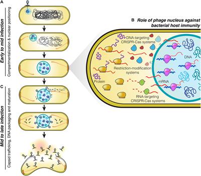 The Phage Nucleus and PhuZ Spindle: Defining Features of the Subcellular Organization and Speciation of Nucleus-Forming Jumbo Phages